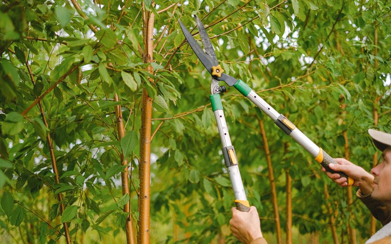 Tree trimming in Hillsboro, TN